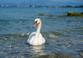 Fototapeta premium A lonely majestic white swan swims through clear water on a bright sunny day on Lake Garda