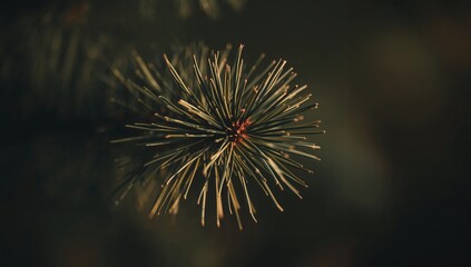 Showing conifer needle cluster radiating from central bud in garden with blur and light reflections