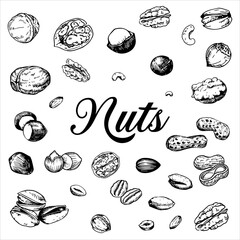 Freehand drawing nuts. Detailed illustrations of different nuts, including walnuts, almonds, cashews, pistachios, seeds, chestnut, pine nuts