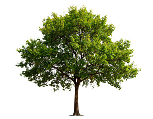 Obraz premium Isolated image of a tree on a png file at transparent background. 