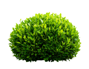 Isolated image of beautiful plumbago blossoms on png file at transparent background.