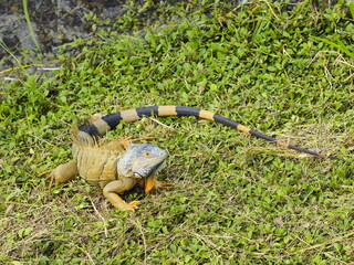 Green Iguana in Glores Guatemala グリーンイグアナ