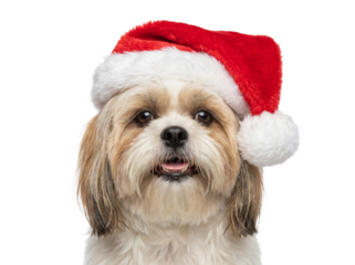Happy Shih Tzu dog wearing Santa hat, isolated on transparent background, Christmas pet portrait