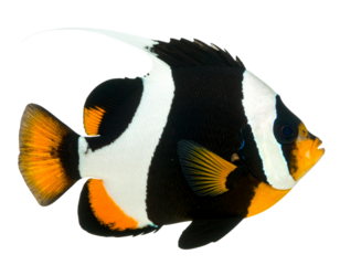 Majestic Moorish Idol Tropical Fish against White Background