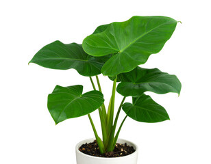 Photo of a growing Colocasia plant in a pot with beautiful broad green leaves, isolat