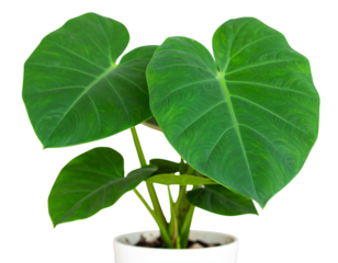 Photo of a growing Colocasia plant in a pot with beautiful broad green leaves, isola