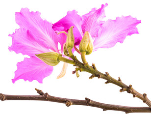 Photo of Bauhinia flower Many blooming purpurea on a branch isolated on a transparent 