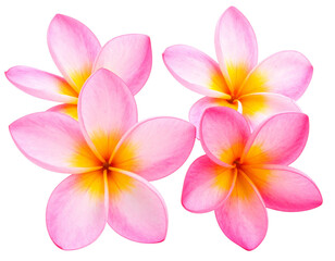 Photograph of beautiful pink frangipani flowers isolated on transparent background pn
