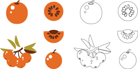 Orange fruit with cross sections and leaves in orange and white colors fruit cross section