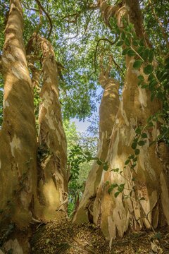 Luma Apiculata, National Botanic Gardens, Kilmacurragh, Dunganstown, Co. Wicklow, Ireland