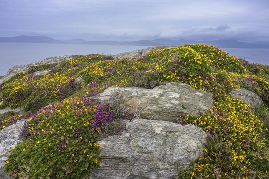 Heather and blooming broom, hiking to the lighthouse of, Sheepshead, County Cork, Ireland