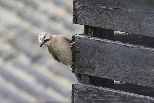 A jay (Garrulus glandarius) peers curiously from behind a wooden stick and observes the surroundings, Hesse, Germany