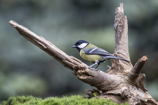 Great Tit (Parus major), Emsland, Lower Saxony, Germany