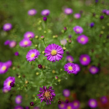 Alpine aster (Aster alpinus), blooming, Chamonix, France
