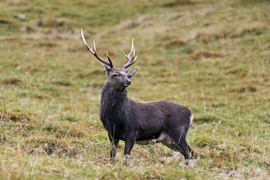 Sika deer (Cervus nippon) standing in meadow, Parc de Merlet, Chamonix-Mont-Blanc, Haute-Savoie, France