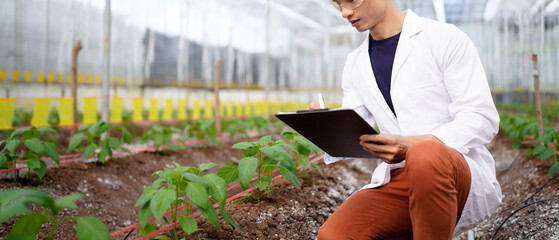 Scientist are analyzing organic vegetables plants in greenhouse , concept of agricultural technology