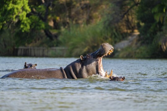 Hippopotamus (Hippopatamus amphibius) yawns and shows teeth in water, Kwando River, Zambezi region, Caprivi Strip, Namibia