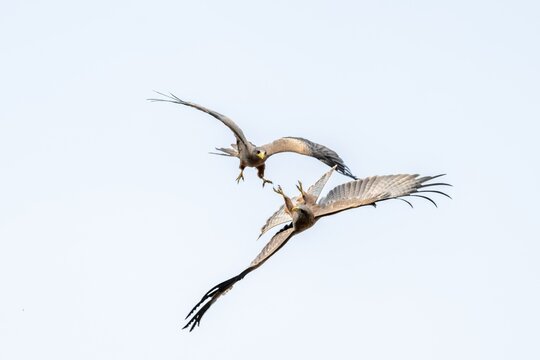 Two birds fighting in flight, black kite (Milvus migrans) flying against a blue sky, Moremi Game Reserve, Botswana