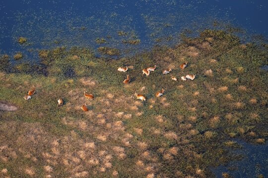Herd of letschwe (Kobus leche), lychee bog antelope, riverbank, river landscape, aerial view, Okavango Delta, Botswana