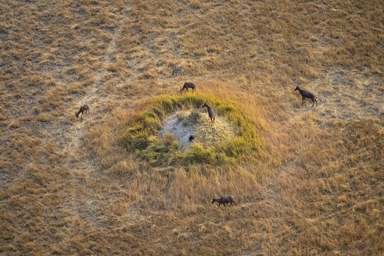 Tsessebe (Damaliscus lunatus), group on a termite hill, savanna with yellow grass, aerial view, Okavango Delta, Botswana