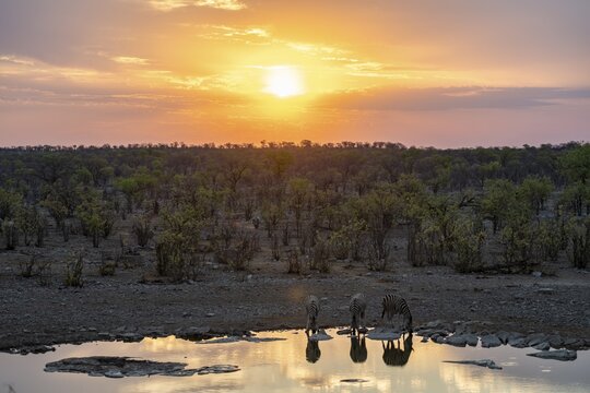 Sunset, steppe zebras (Equus quagga) at Halali waterhole, Etosha National Park, Namibia