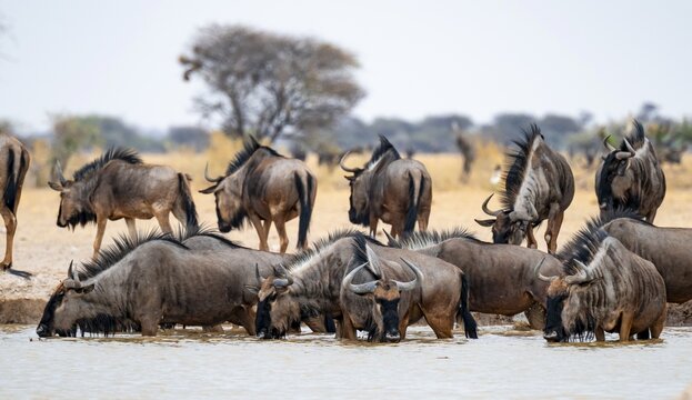 Striped Gnu (Connochaetes taurinus), flock drinking at waterhole, Nxai Pan National Park, Botswana