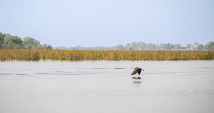 Africa snake-necked bird (Anhinga rufa) flying by the river, Thamalakane River, Okavango Delta, Botswana