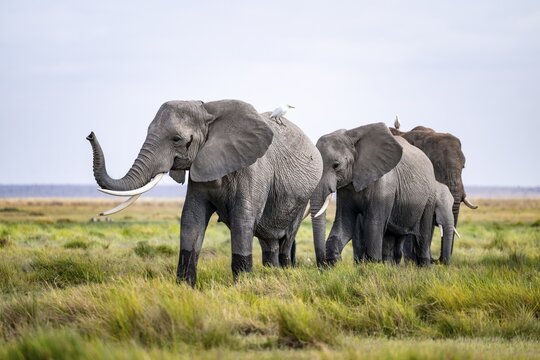 African elephant (Loxodonta africana) kills, heron on the back, Amboseli National Park, Rift Valley Province, Kenya