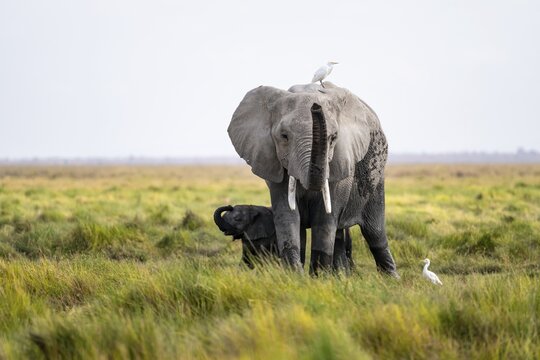 African elephant (Loxodonta africana), young animal killing, heron on the back, Amboseli National Park, Rift Valley Province, Kenya