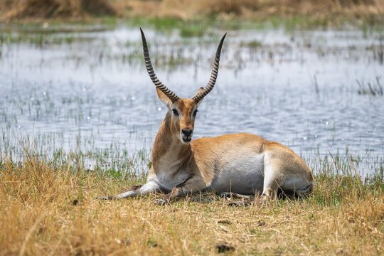 Letschwe or litchi bog antelope (Kobus leche), adult male, in tall dry grass, Okavango Delta, Moremi Game Reserve, Botswana