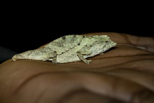 Zomba dwarf chameleon (Rieppeleon brachyurus), white chameleon on one hand, Amani Nature Forest Reserve, Eastern Usambara Mountains, Tanga, Tanzania