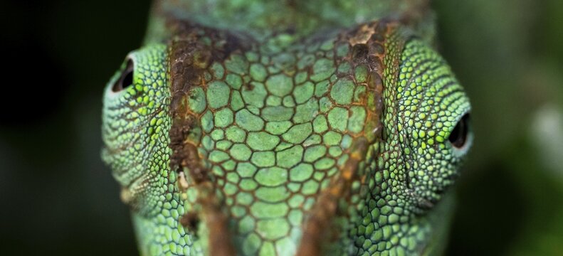 Animal portrait, squishy bihorned chameleon (Kinyongia matschiei), juvenile male, chameleon on a leaf at night, Amani Nature Forest Reserve, Eastern Usambara Mountains, Tanga, Tanzania