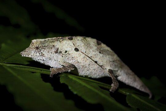 Zomba dwarf chameleon (Rieppeleon brachyurus), white chameleon on a branch at night, Amani Nature Forest Reserve, Eastern Usambara Mountains, Tanga, Tanzania