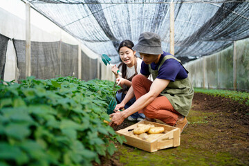 two young worker kneels in a field, collects potatoes in greenhouse, with a crate full of potatoes...