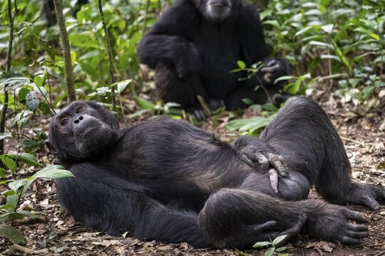 Adult male with hand on penis, chimpanzee (Pan Troglodytes), adult male lying funny in the jungle, Kibale National Park, Uganda