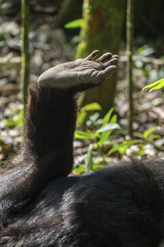 Detail, foot of a chimpanzee (Pan Troglodyte), Kibale National Park, Uganda