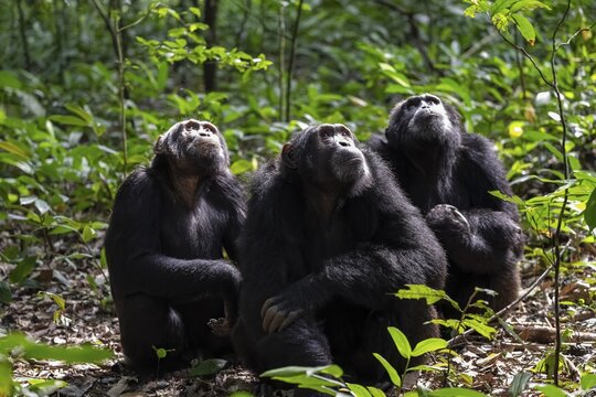 Three chimpanzees (Pan Troglodytes), group of animals, adult males looking up in the jungle, Kibale National Park, Uganda
