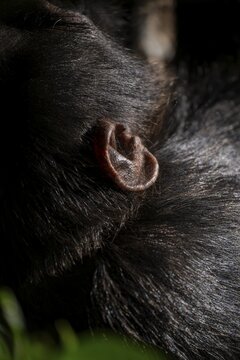 Detail of a chimpanzee's ear (Pan Troglodytes), Kibale National Park, Uganda
