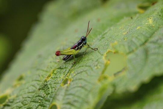 Green black grasshopper (Orthoptera) on a stem, Bwindi Impenetrable Forest, Uganda