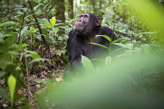 Chimpanzee (Pan Troglodytes), young animal, male looking thoughtfully, on the ground, mood, green jungle in Kibale National Park, Uganda