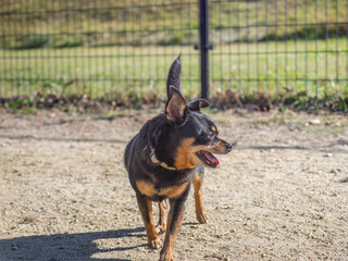 ドッグランで遊ぶ犬