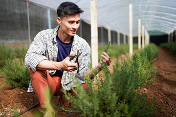 Cheerful young attractive Asia guy farmer checking research quality of rosemary in greenhouse...