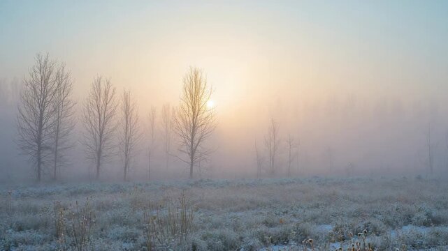 Rising sun piercing mist behind row of slim bare trees at frosty meadow, revealing frosted grass