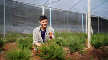 Cheerful young attractive Asia guy farmer checking research quality of rosemary in greenhouse...
