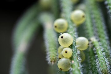 Macro Detail of Euphorbia Plant with Seed Pods