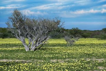 Namibia, landscape in Damaraland, yellow flowers in spring, with mountains in background
