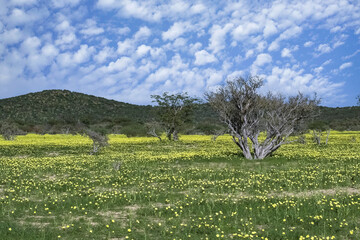 Namibia, landscape in Damaraland, yellow flowers in spring, with mountains in background
