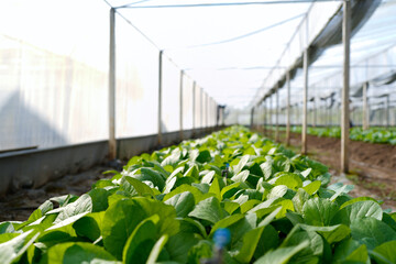 Rows of lush, healthy seedlings thrive under the controlled environment of a modern greenhouse plant nursery, ready for transplanting Sunlight streams through the glass roof , bud, sustainable