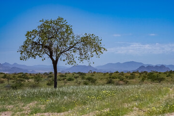 Namibia, landscape in Damaraland, yellow flowers in spring, with mountains in background
