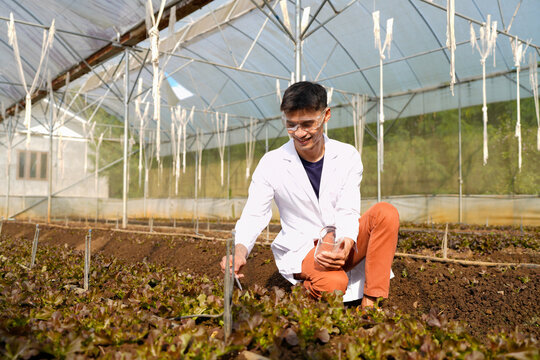 A man in a white lab coat is examining a plant and soil in a greenhouse - Powered by Adobe